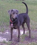 "A dark grey colored dog faces just to the right, it wears a large tag on its collar."