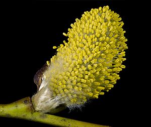 Salix caprea Male