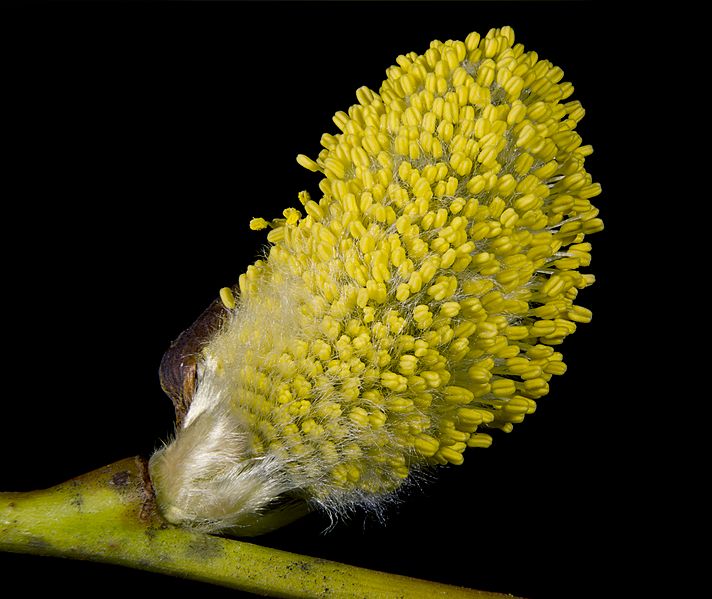 Salix caprea Male