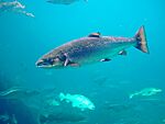 Salmo trutta Trout Aquarium Atlanterhavsparken Norway