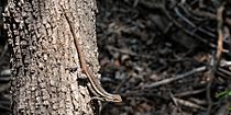 Sceloporus variabilis marmoratus, Northern Rose-bellied Lizard, Texas