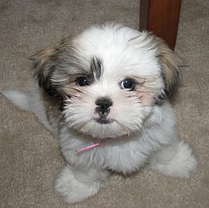 ShihTzuPup01