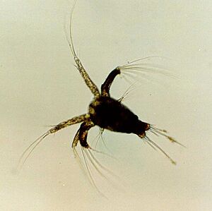 Shrimp nauplius