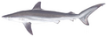 Silky shark (Duane Raver)