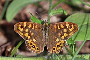 Speckled wood (Pararge aegeria aegeria) male