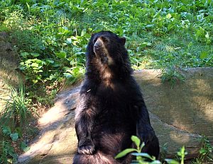 Spectacled Bear 161 (2)