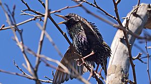 Spinus-common-starling-2015-03-n032330-w