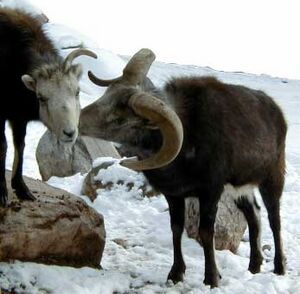 Stone Sheep Hogle Zoo in Snow