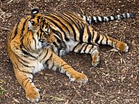 Subspecies Facts for Kids