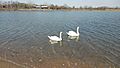 Swans in Salt Marsh Nature Center
