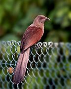 The Andaman Coucal