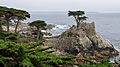 The Lone Cypress, by Brian Walter, 2017