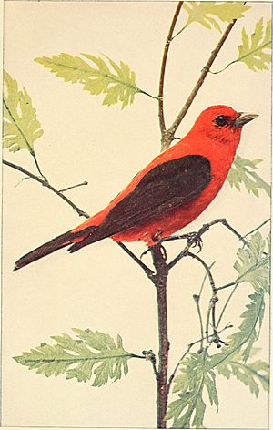 The first book of birds; (1899) (14753244504)