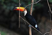Toco toucan (Ramphastos toco) adult.JPG