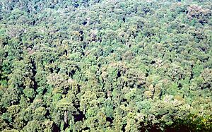 Toonumbar National Park Murray Scrub January 1995