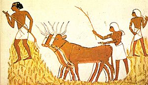 Trilla del trigo en el Antiguo Egipto