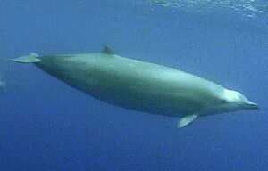 True's beaked whale