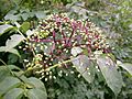 Viburnum cassinoides fruit (Whitefish Island) 1