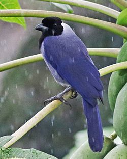 Violaceous Jay JCB