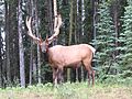 Wapiti Maligne Lake