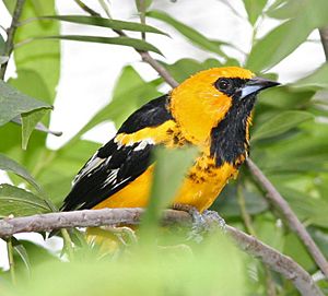 White-edged Oriole .jpg