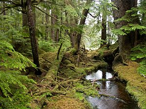 Windy Bay forest