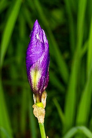 1024 Holunder-Schwertlilie (Iris sambucina)-2040.jpg