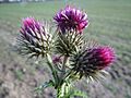 20140209Carduus acanthoides