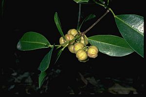 Acronychia littoralis fruit