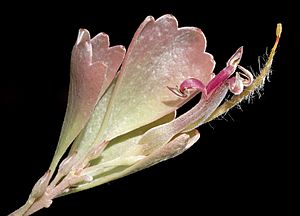 Adenanthos cuneatus - Flickr - Kevin Thiele.jpg