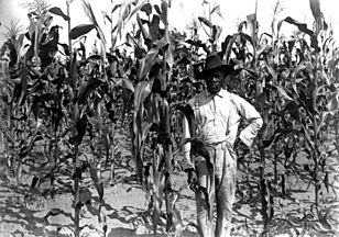 African American farmer in corn field, Alachua County, Florida