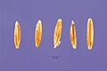 Agrostis vinealis seeds