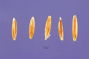 Agrostis vinealis seeds
