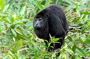 Alouatta pigra Belize Zoo 2