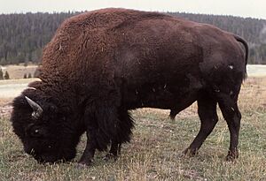 Americanbison