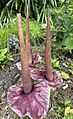 Amorphophallus henryi "long penduncled" JLBG