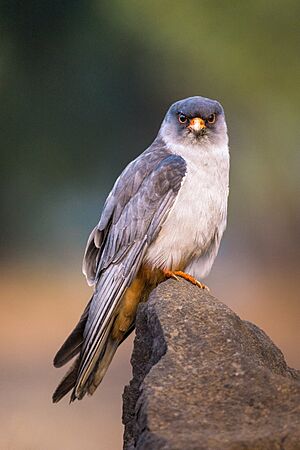 Amur Falcon (male) (vagrant).jpg