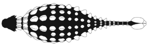 Ankylosaurus armor