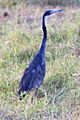 Ardea melanocephala1