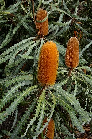 Ashby's Banksia (16366260791)