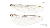 Austroaeschna pulchra female wings (35053283535)