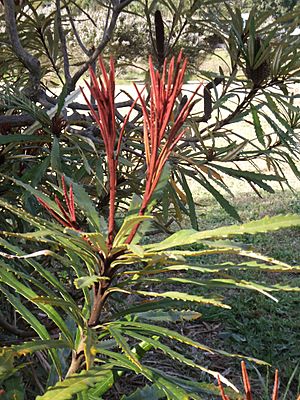 Banksia plagiocarpa 04 (Mt Barker)