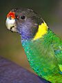 Barnardius zonarius semitorquatus -2c