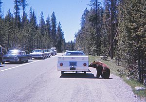 Bear approaching vehicle in Yellowstone National Park 1967