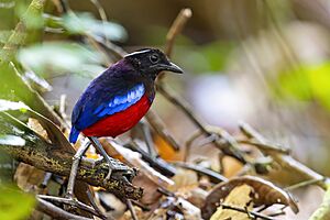 Black-crowned Pitta 0A2A1658.jpg