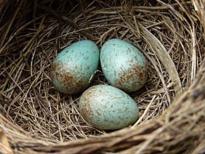 Blackbird nest with 3 eggs