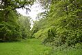 Bovingdon Hall Woods - Bovingdon Wood 8