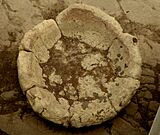 Bowl in the Central Tarxien Temple