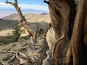 Bristlecone-pine-forest-janine-sprout