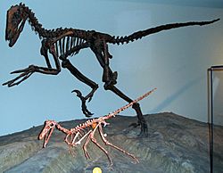 Buitreraptor-Deinonychus.jpg